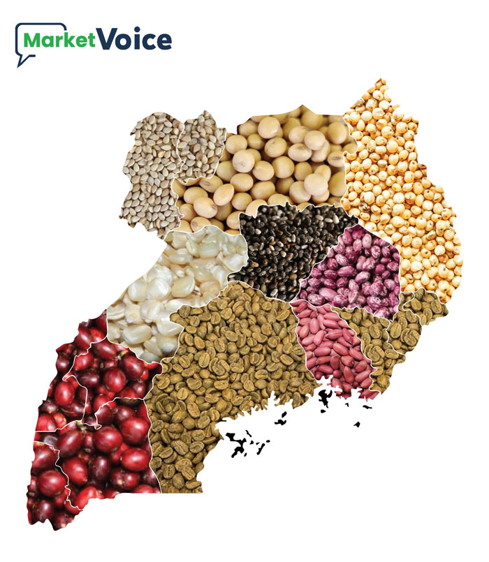 Uganda map illustrating Shamba Connect produce origins