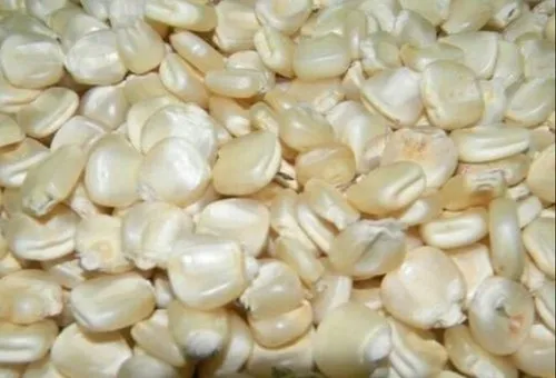 Maize