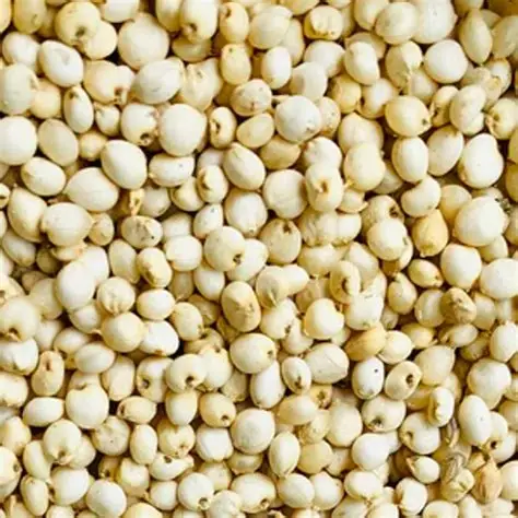 Sorghum