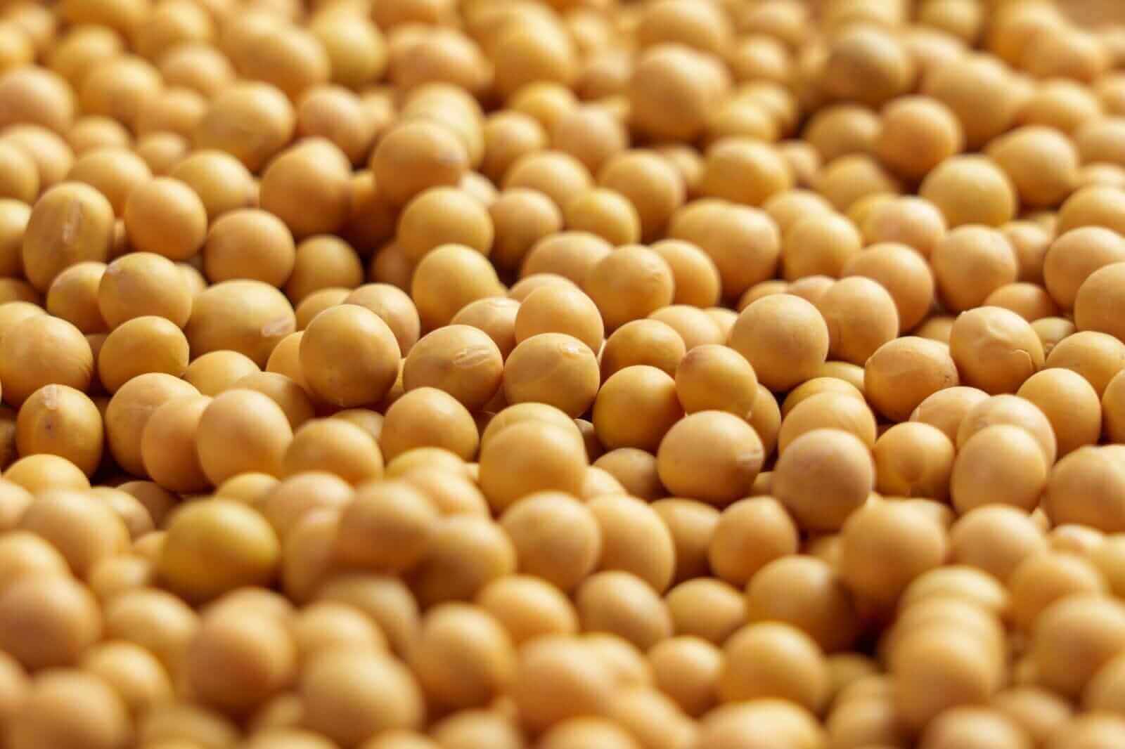 Soybean